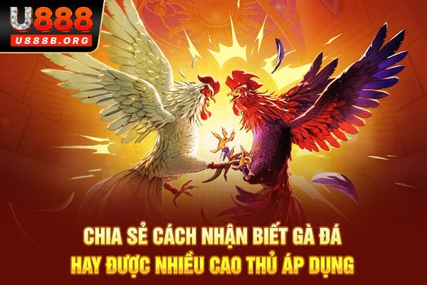 Cách nhận biết gà đá hay được nhiều cao thủ áp dụng