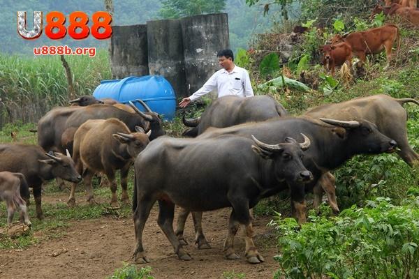 Nằm mơ thấy trâu mang nhiều ý nghĩa tâm linh đặc biệt